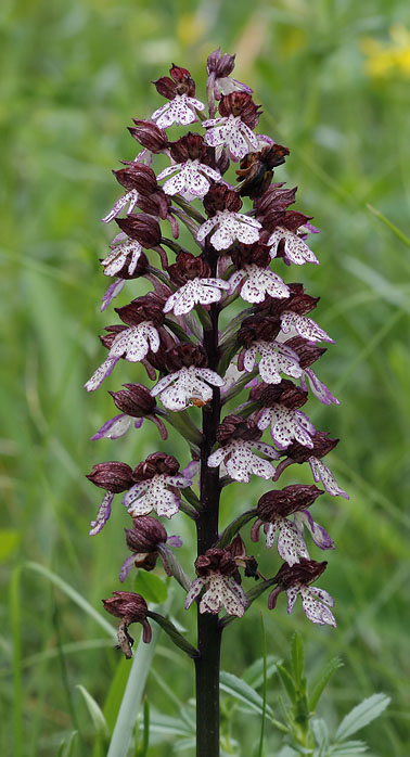 Purperorchis310508