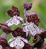 Purperorchis310508