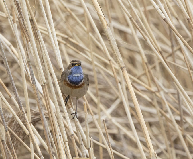 Blauwborst170317.jpg