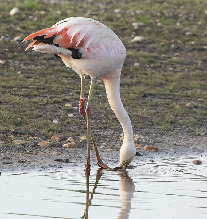 Chileenseflamingo210617