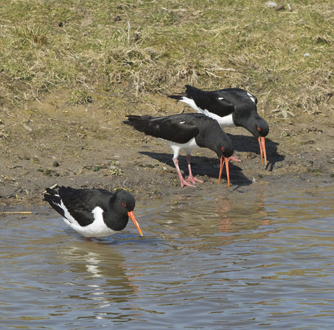 Scholeksters270317