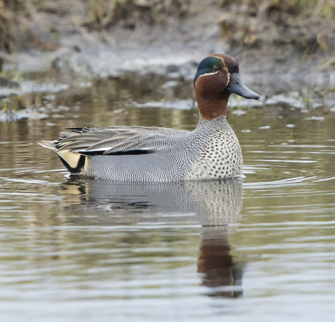 Wintertaling070317A