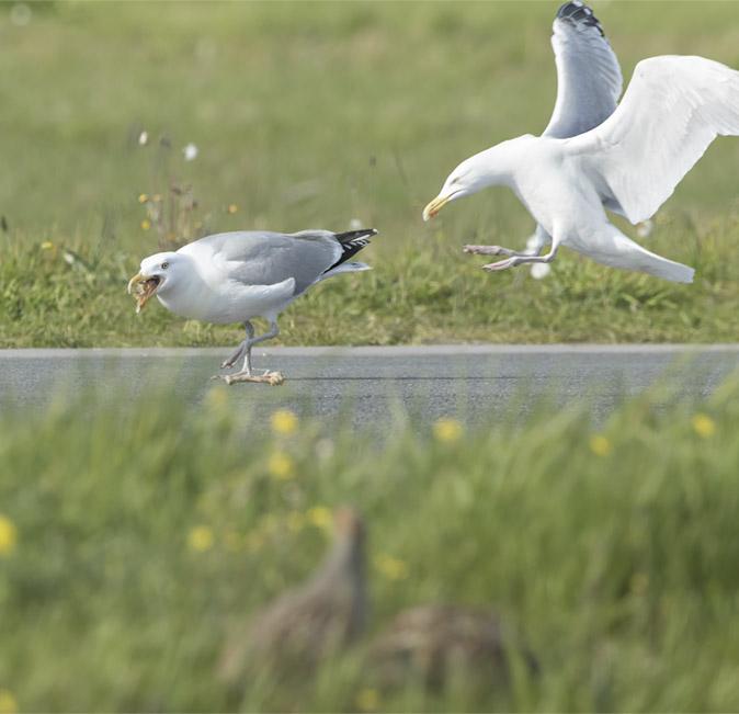 Zilvermeeuwen140417