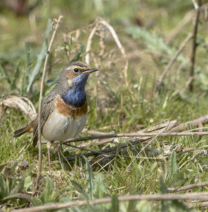 Blauwborst020417