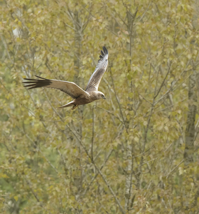 Bruinekiekendief190417