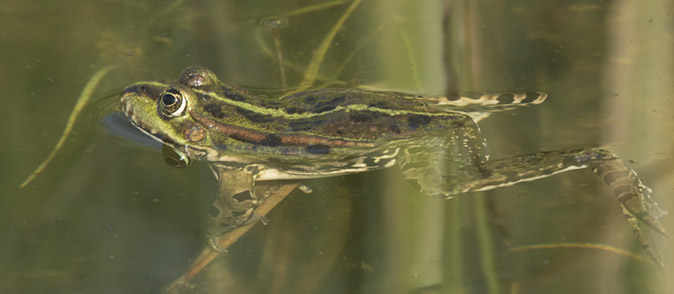 Groenekikker150517