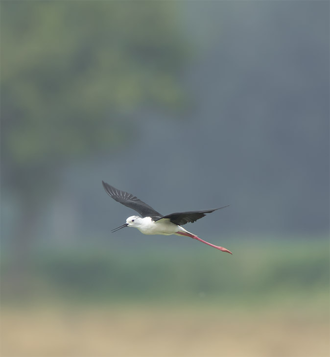 Steltkluut300617