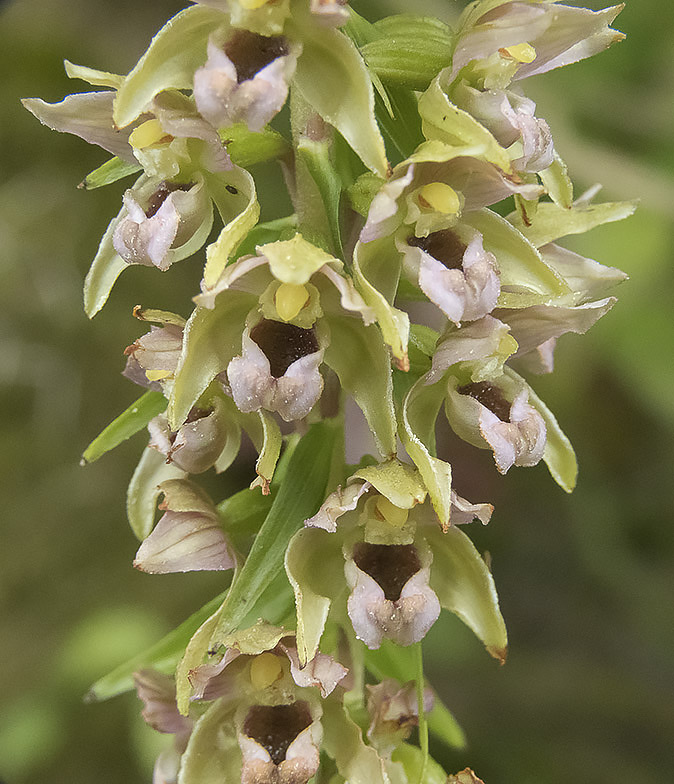 Brede wespenorchis180717