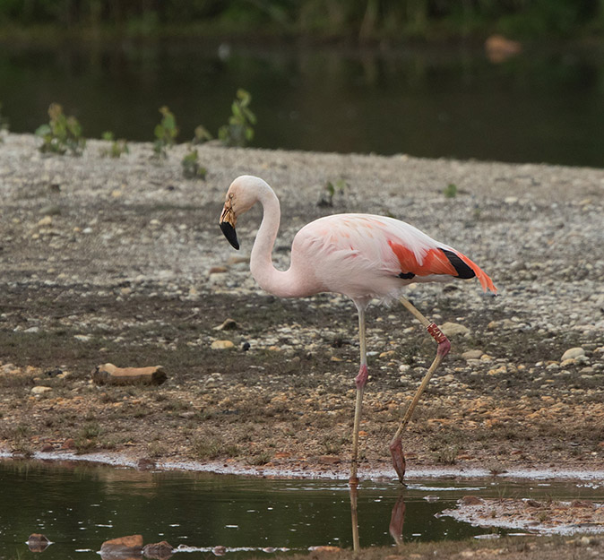 Chileenseflamingo170617.jpg