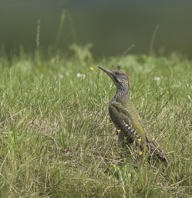 Groenespecht240717