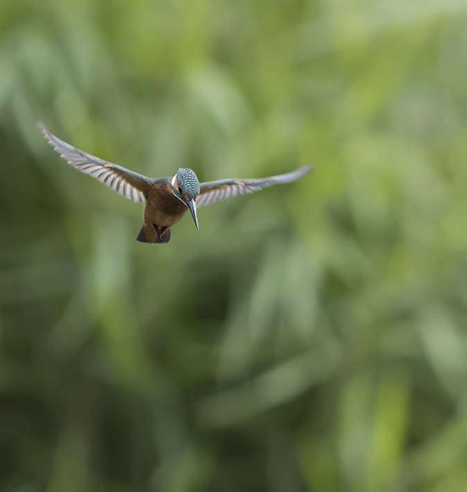 IJsvogel130717