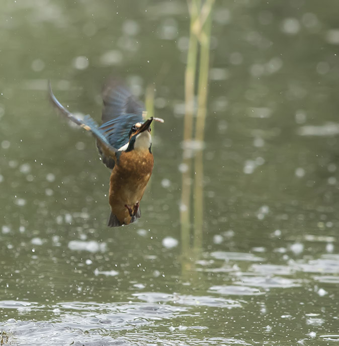 IJsvogel130717B