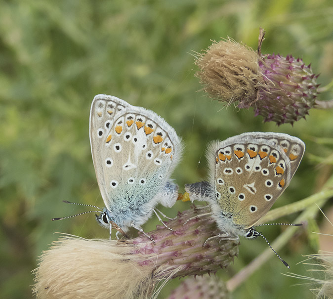 Icarusblauwtjes180717