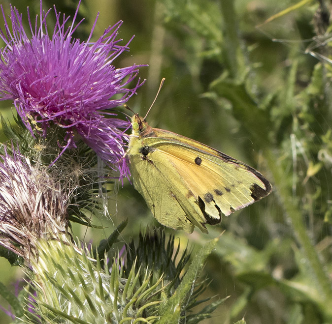 Oranjeluzernevlinder260717