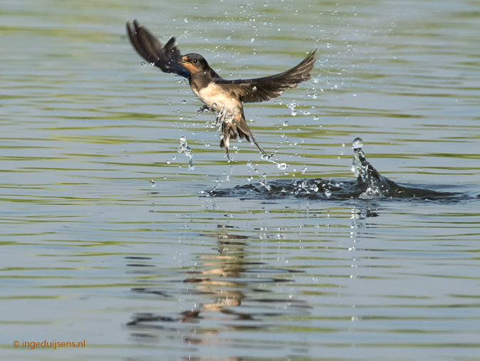 Boerenzwaluw280817ID