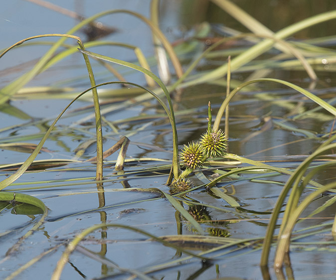 Drijvendeegelskop290817A