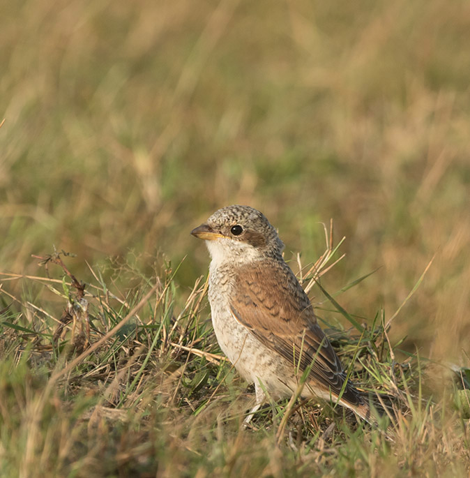 Grauweklauwier290817