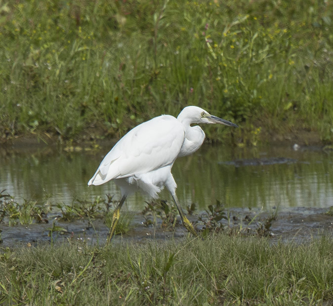 Kleinezilverreiger240817