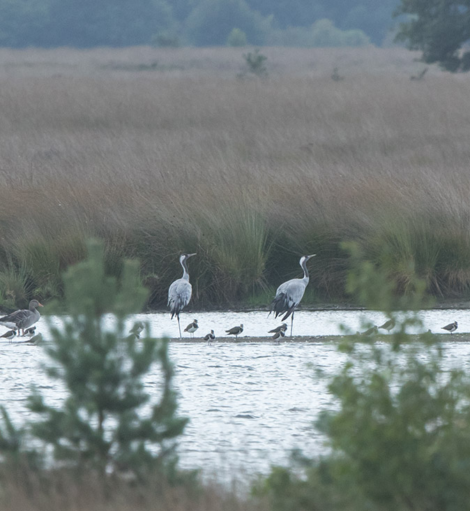 Kraanvogels310817