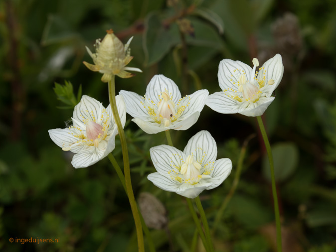 Parnassia260817ID