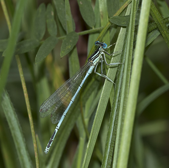 Blauwebreedscheenjuffer300817