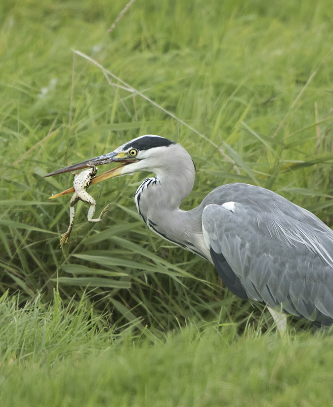 Blauwereiger_kikker050917