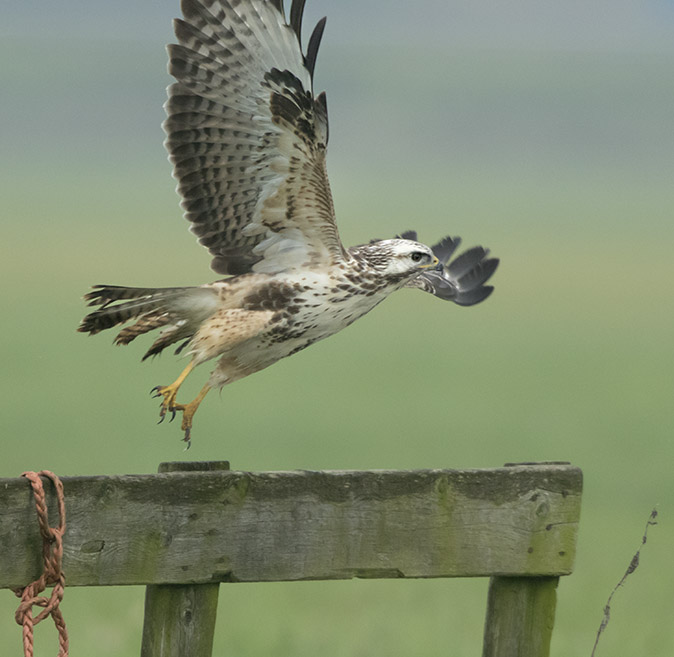 Buizerd280917