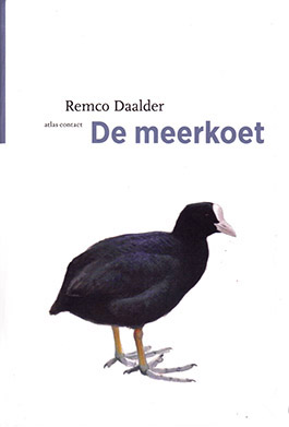 De meerkoet