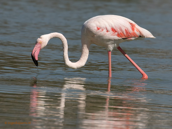Flamingo180917ID
