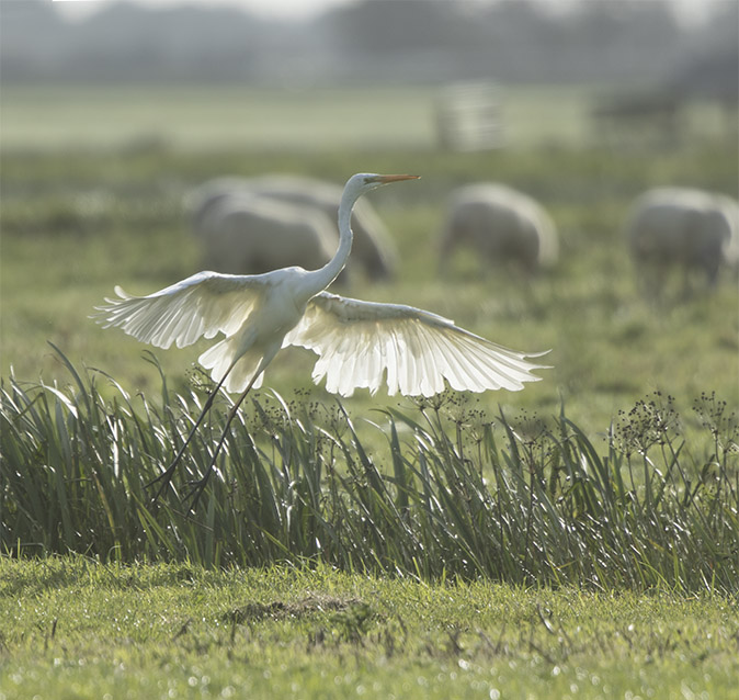 Grotezilverreiger140917