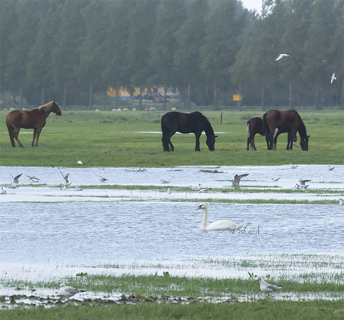 Meerpolder090917