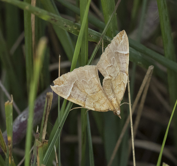 Oranjeagaatspanner290817