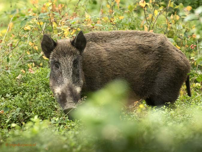 Wildzwijn040917ID