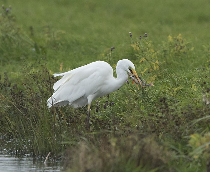 Grotezilverreiger_Baars021017.jpg