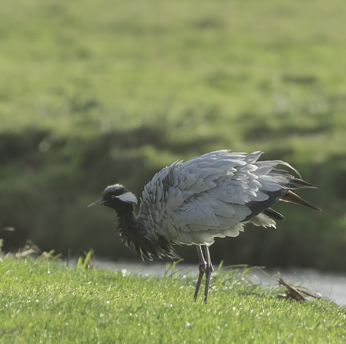 Jufferkraanvogel291017