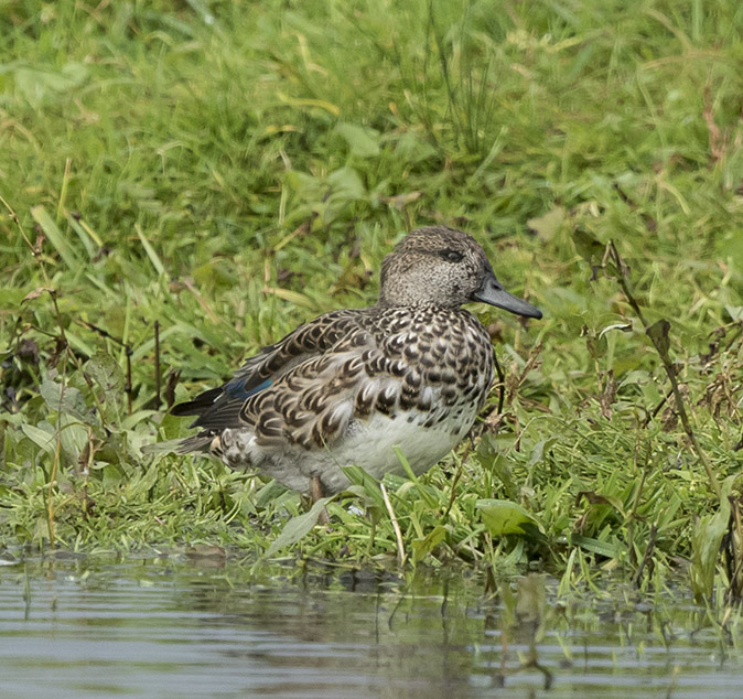 Wintertaling061017