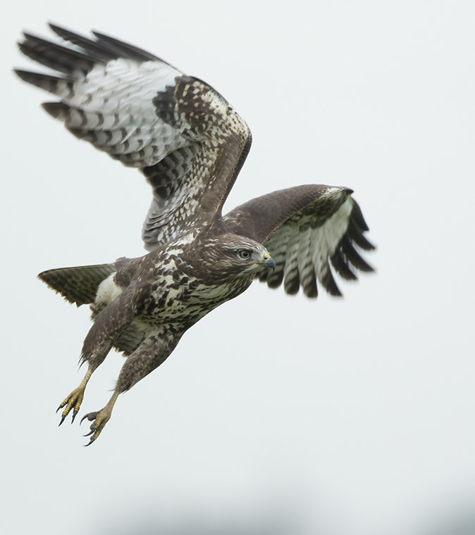 Buizerd031117