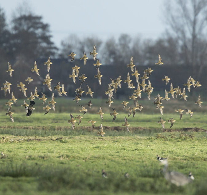 Goudplevieren131117