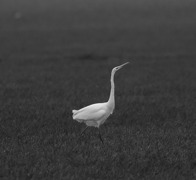 Grotezilverreiger201117