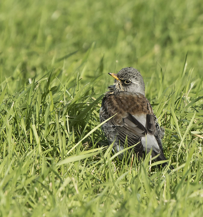 Kramsvogel131117A