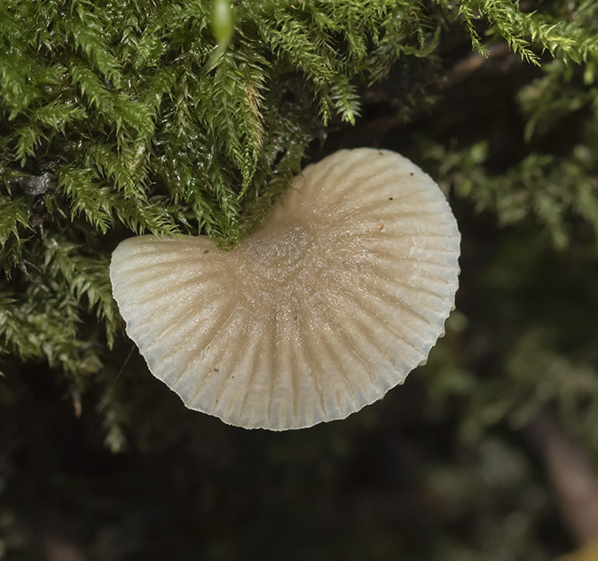 Mycena_spec281117