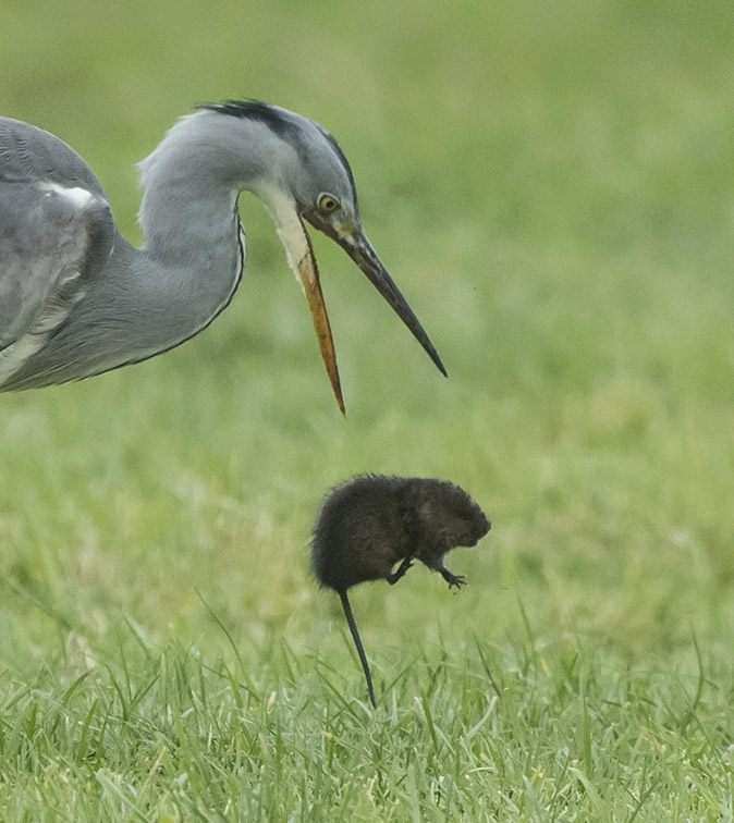 Blauwereiger_Woelrat061217C