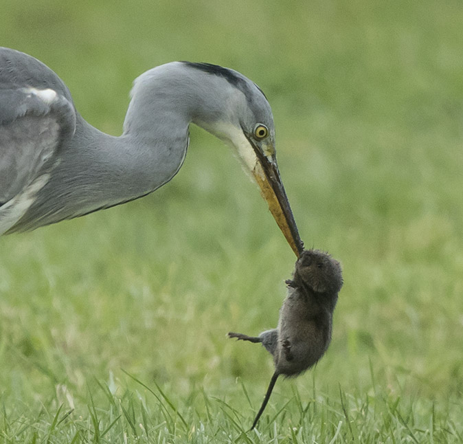 Blauwereiger_Woelrat061217D