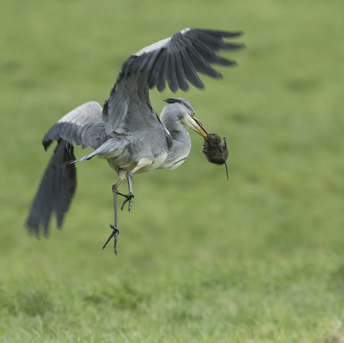 Blauwereiger_Woelrat061217H