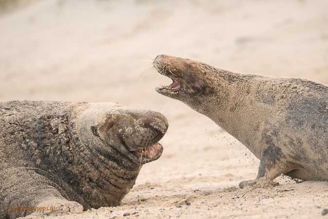 Zeehond161217ID