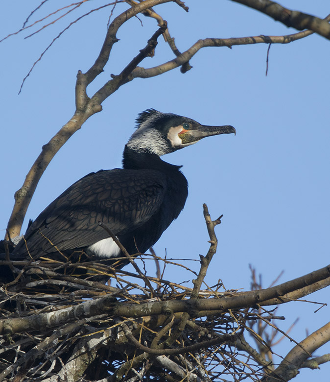 Aalscholver070118