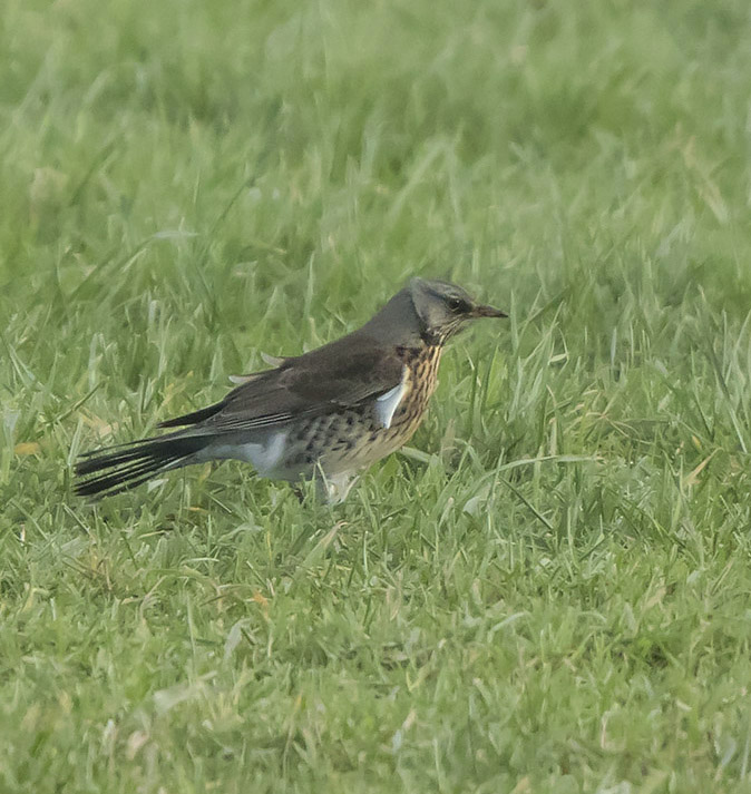 Kramsvogel160118