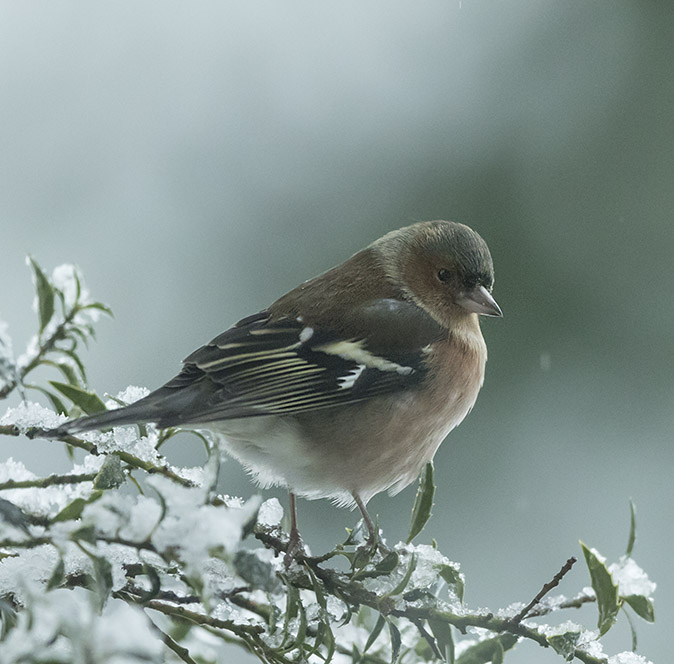 Vink101217A