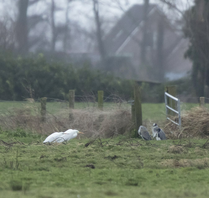 Zilver_Blauwereigers030118