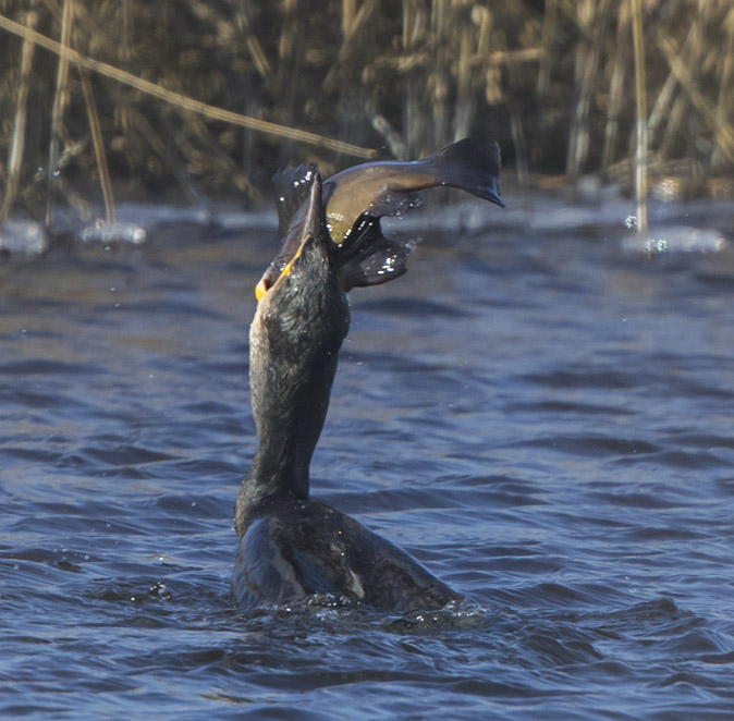 Aalscholver_Zeelt260218A